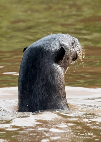 Giant River Otter
