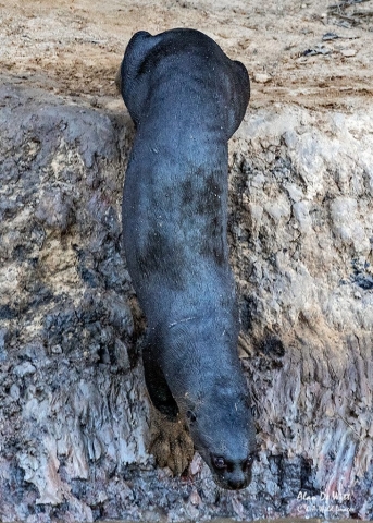 Giant River Otter