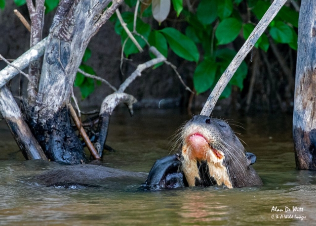 Giant River Otter
