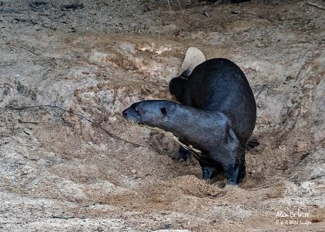 Giant River Otter