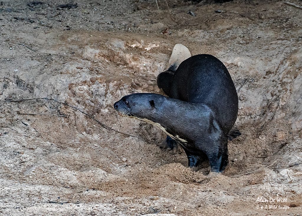 Otter sliding around in the sand by its holt. 