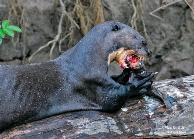 Giant River Otter