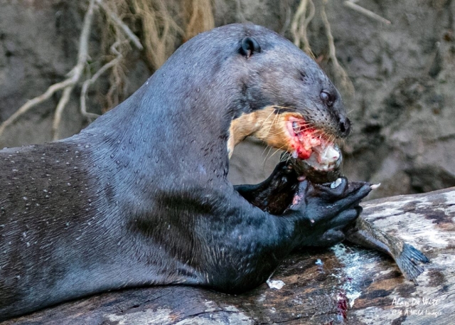 Giant River Otter