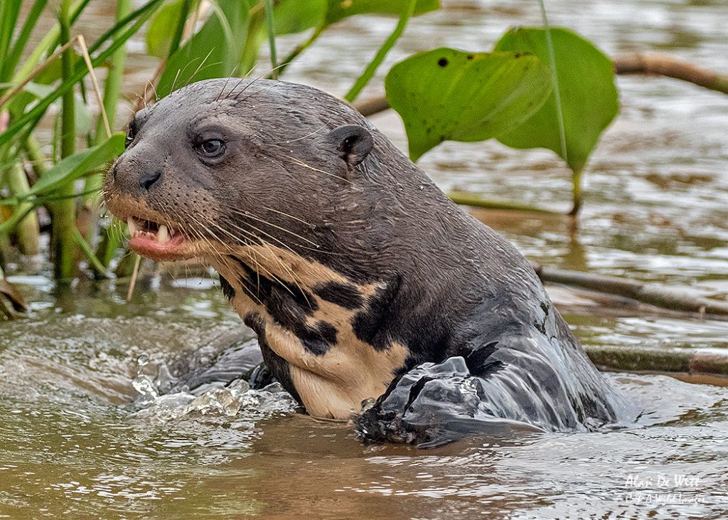 Giant Otter
