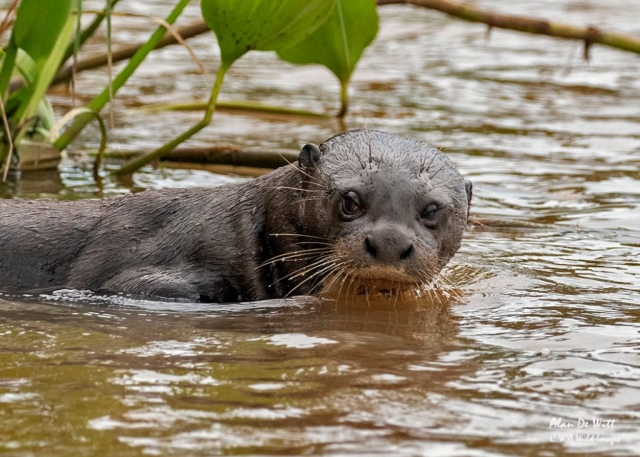 Giant River Otter