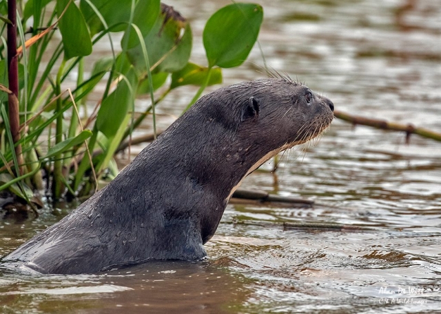 Giant River Otter
