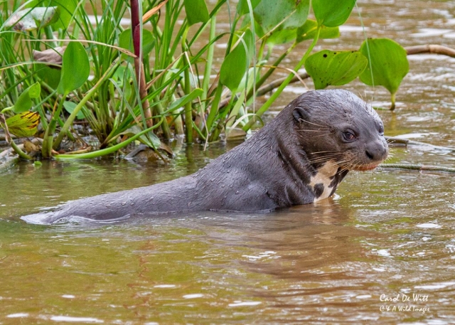 Giant River Otter