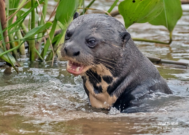 Giant River Otter