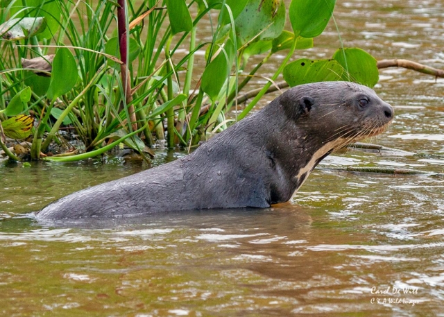 Giant River Otter