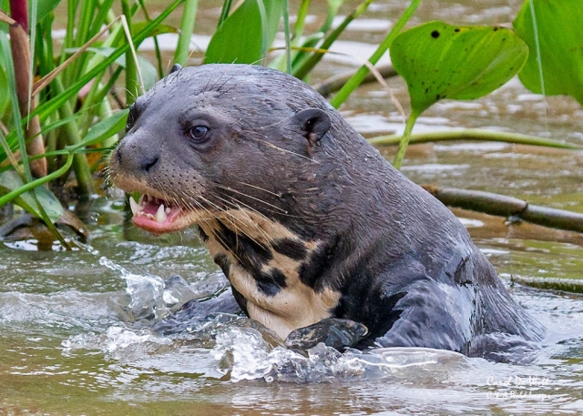 Giant River Otter