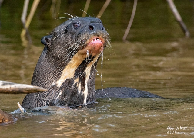 Giant River Otter