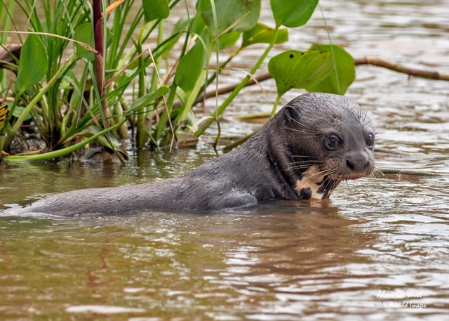 Giant River Otter