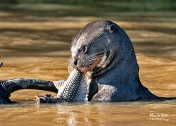 Giant River Otters of the Rio tres Irmaos