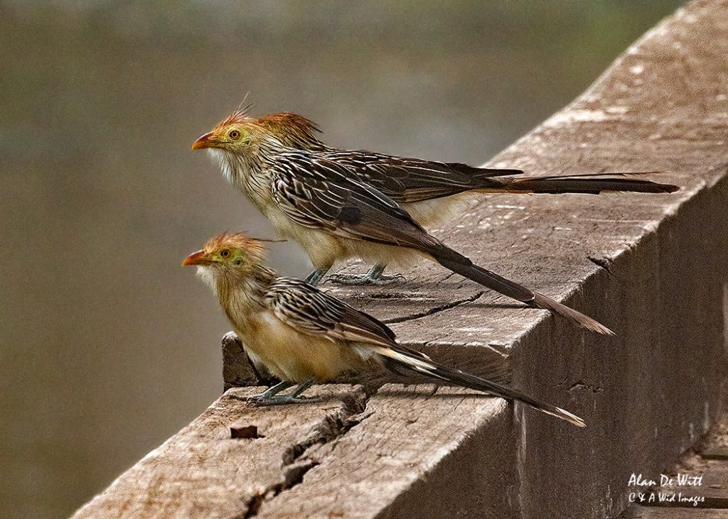 Guira Cuckoos