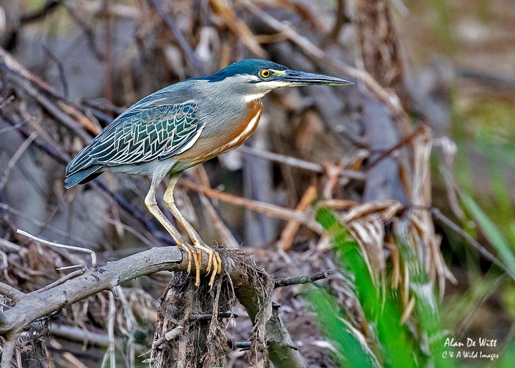 Striated Heron