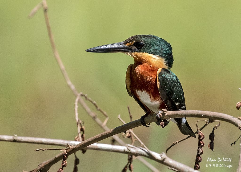 American Pygmy Kingfisher