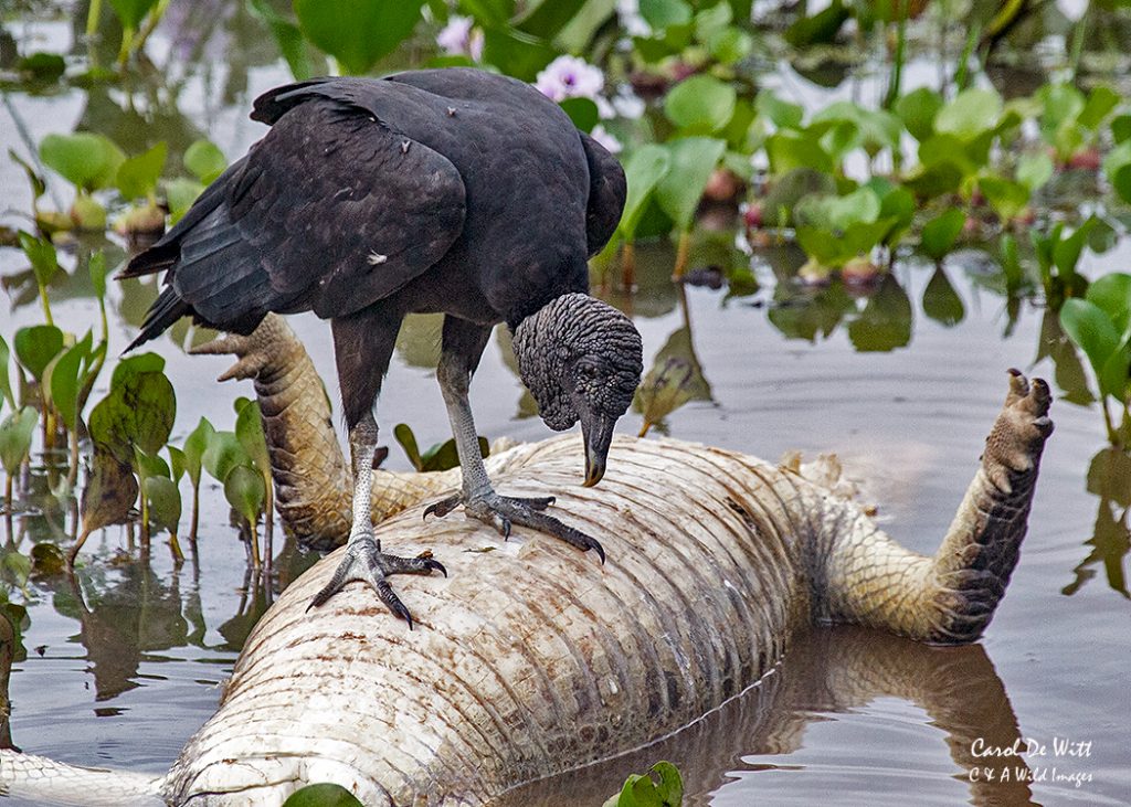 Black headed vulture
