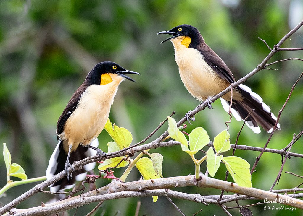Black-capped Donacobius Dueting