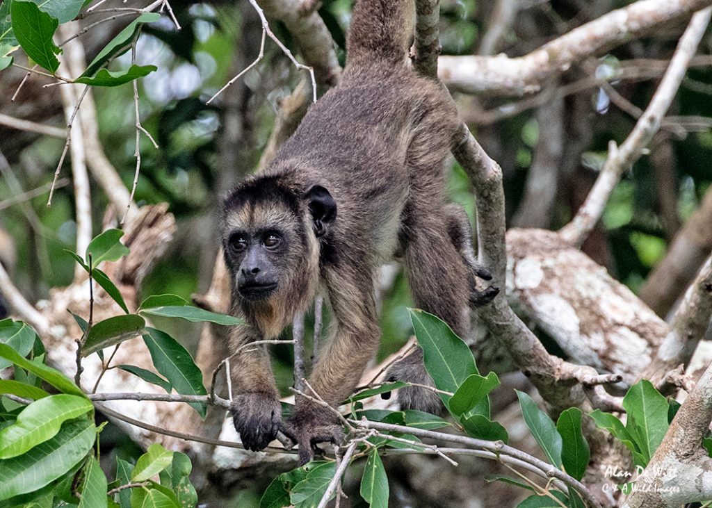 Black Capped Capuchin Monkey