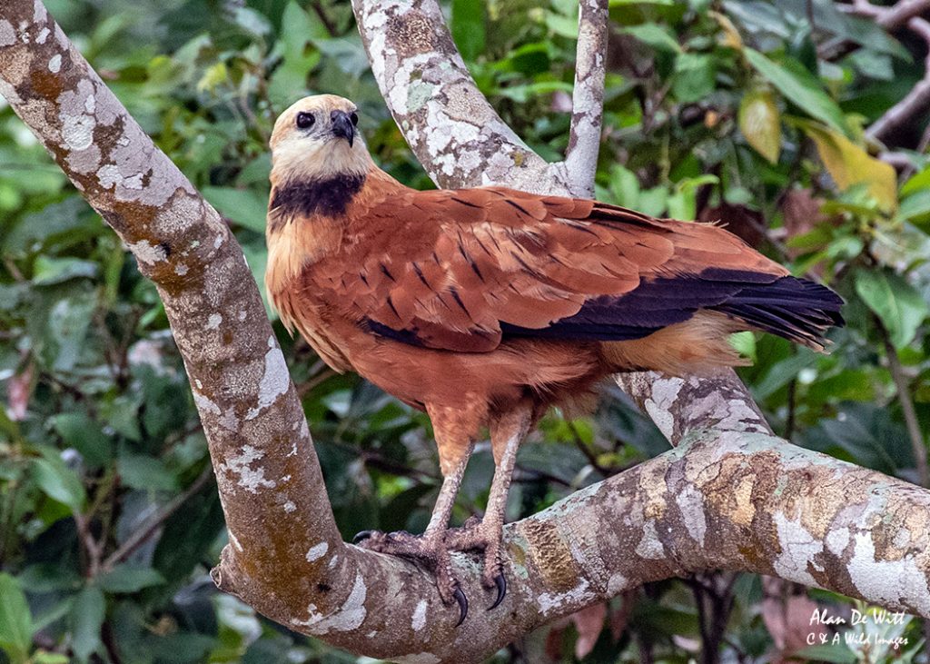 Black-collared Hawk