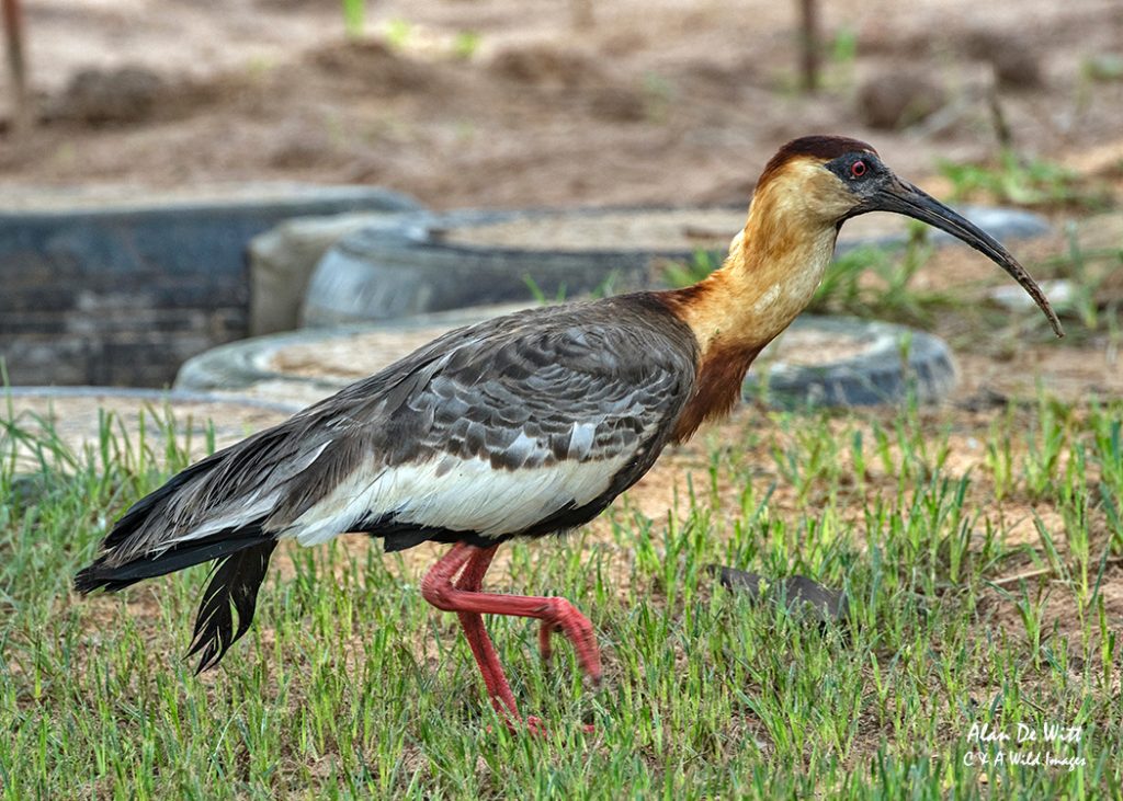 Buff-necked Ibis