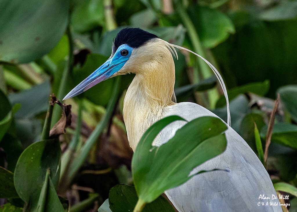 Capped Heron