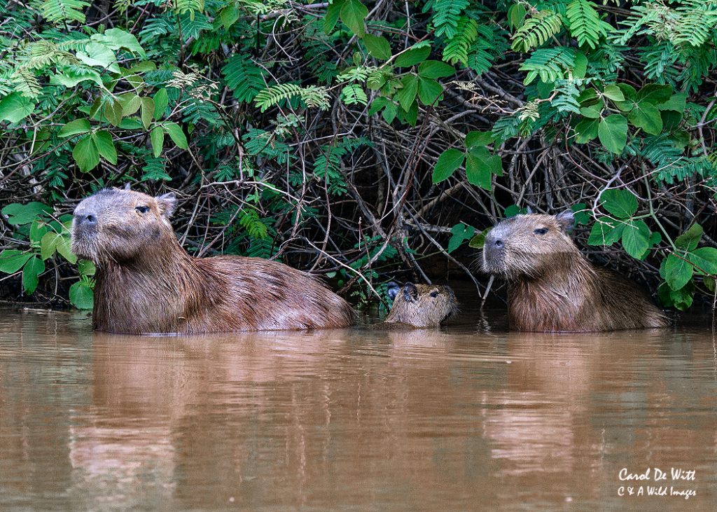 Family of Capybara