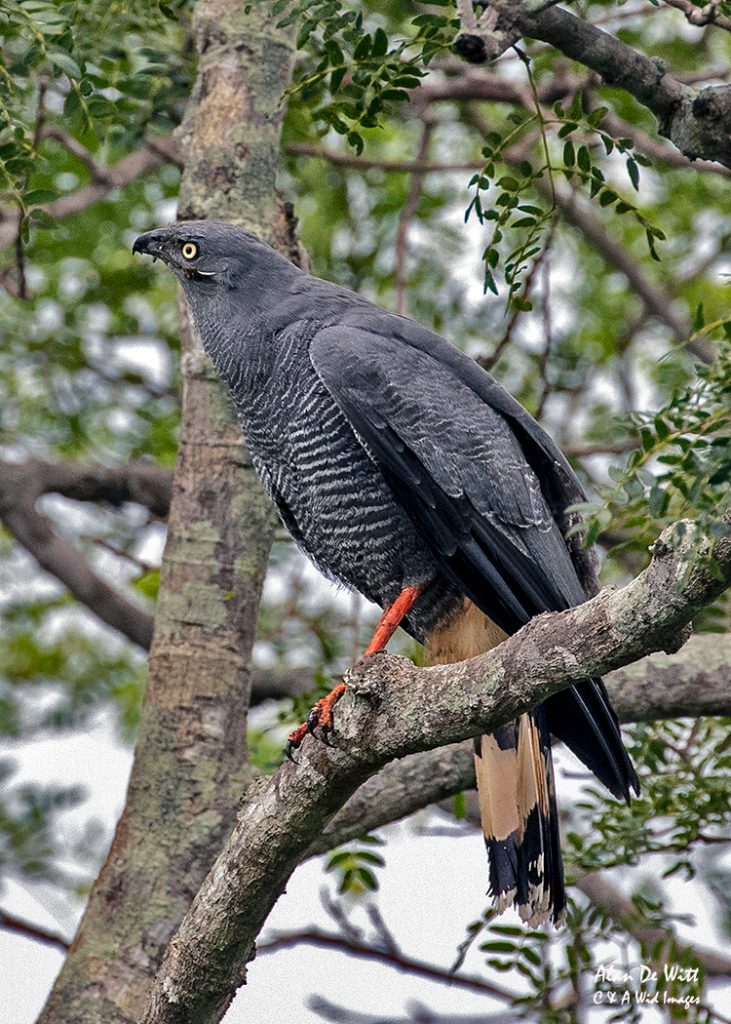 Crane Hawk
