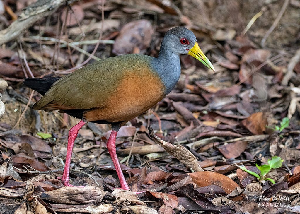 Grey Necked Woodrail
