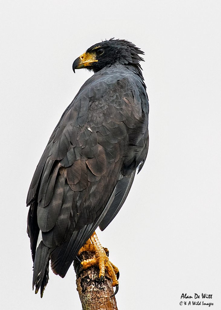 Great Black Hawk