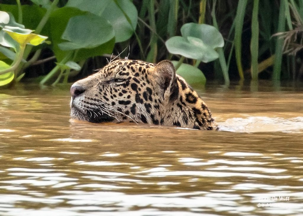 Jaguar (Tore) Swimming
