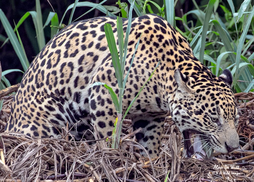 Jaguar regurgitating grass