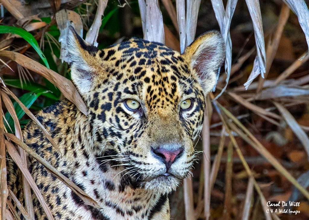 Jaguar portrait