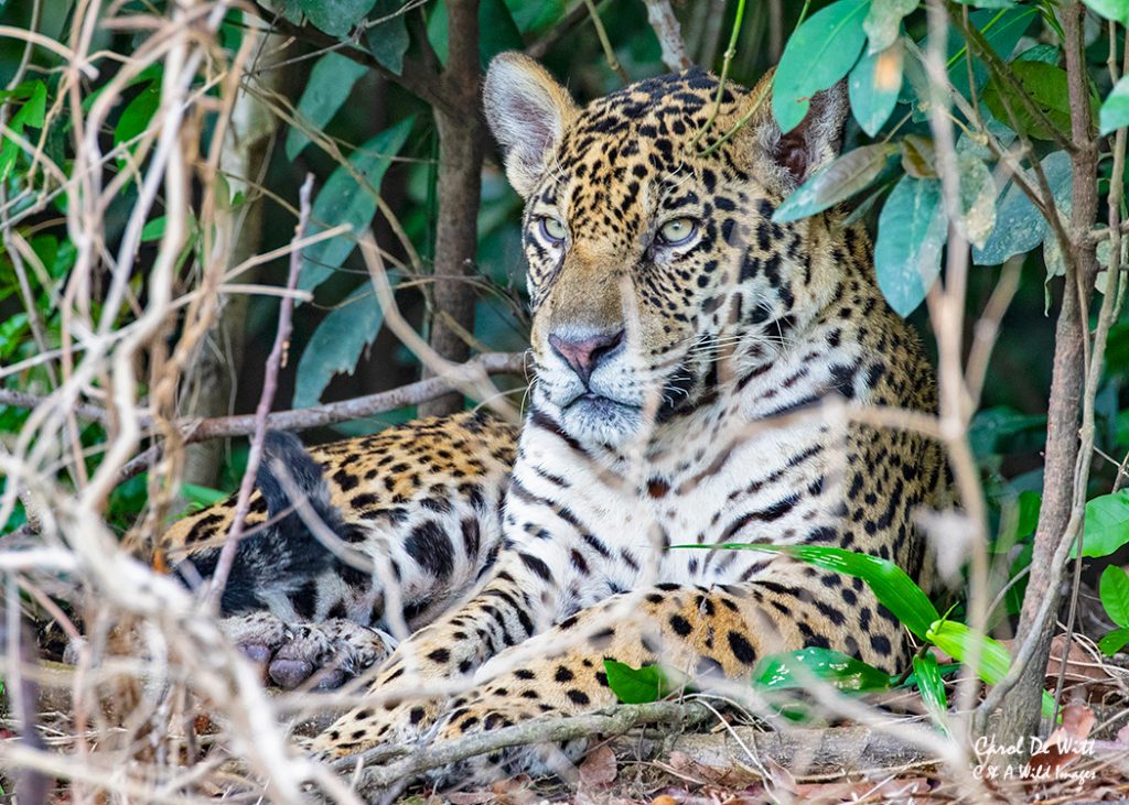 One of the Jaguar brothers (Tore)