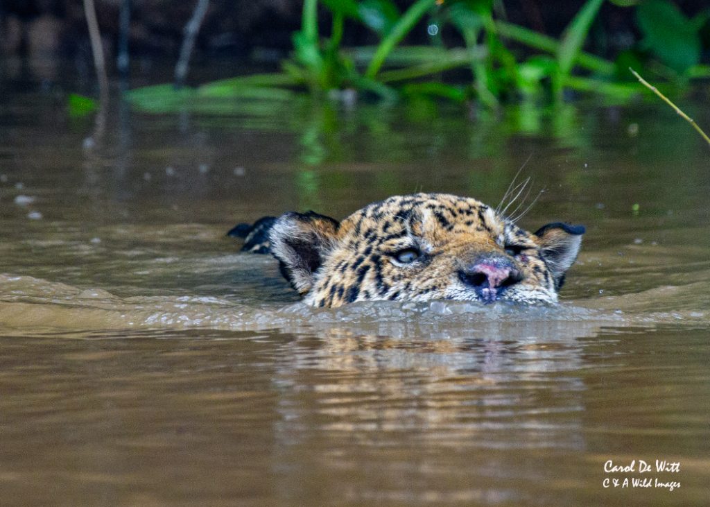 Jaguar swimming