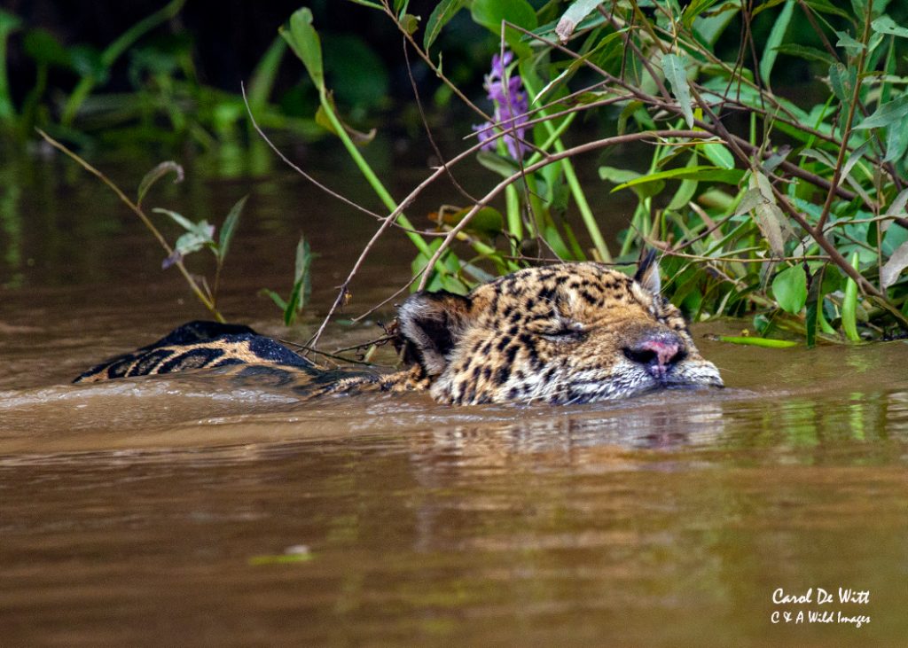 Jaguar swimming