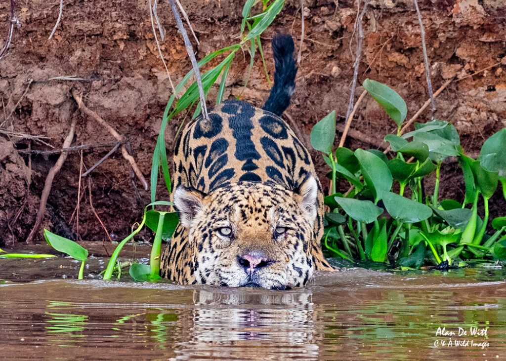 Jaguar (Geoff) heading straight for us 