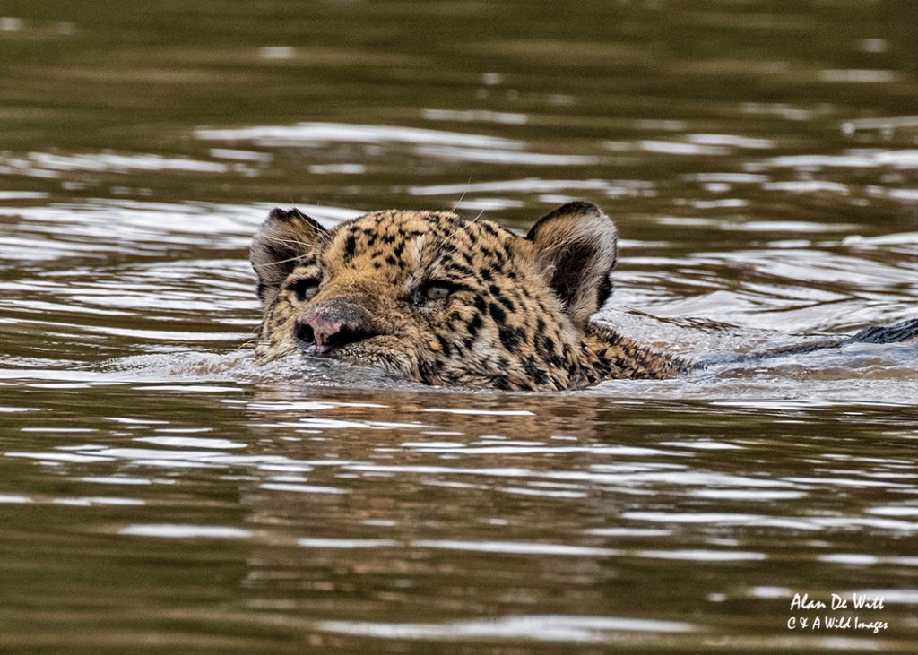 Male Jaguar heading across the river