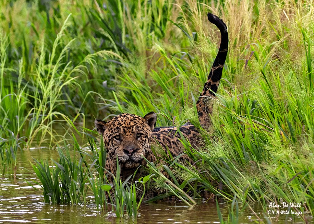 Male Jaguar hunting the Capybara in the reeds