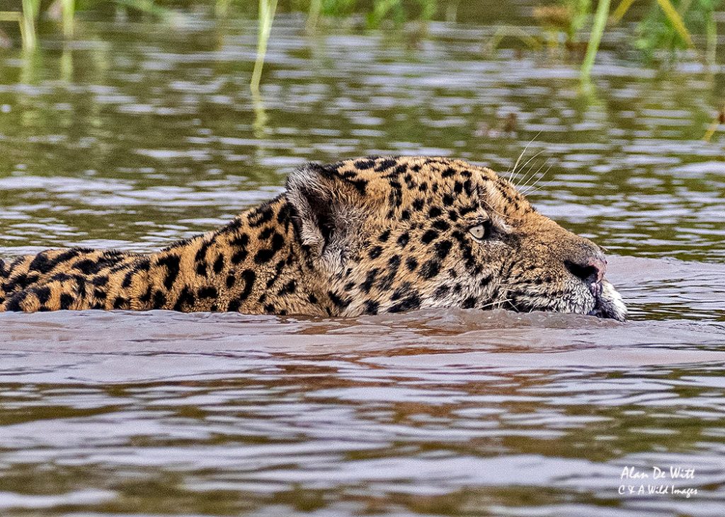 Jaguar swimming