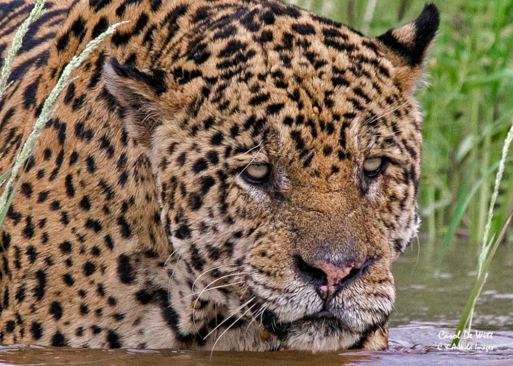 Jaguar close up image