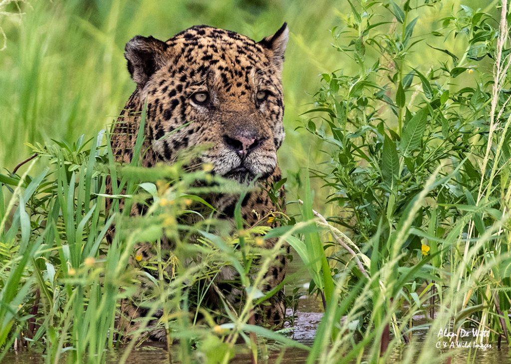 Jaguar spotted a Capybara 