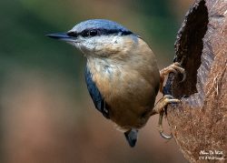 The European Nuthatch