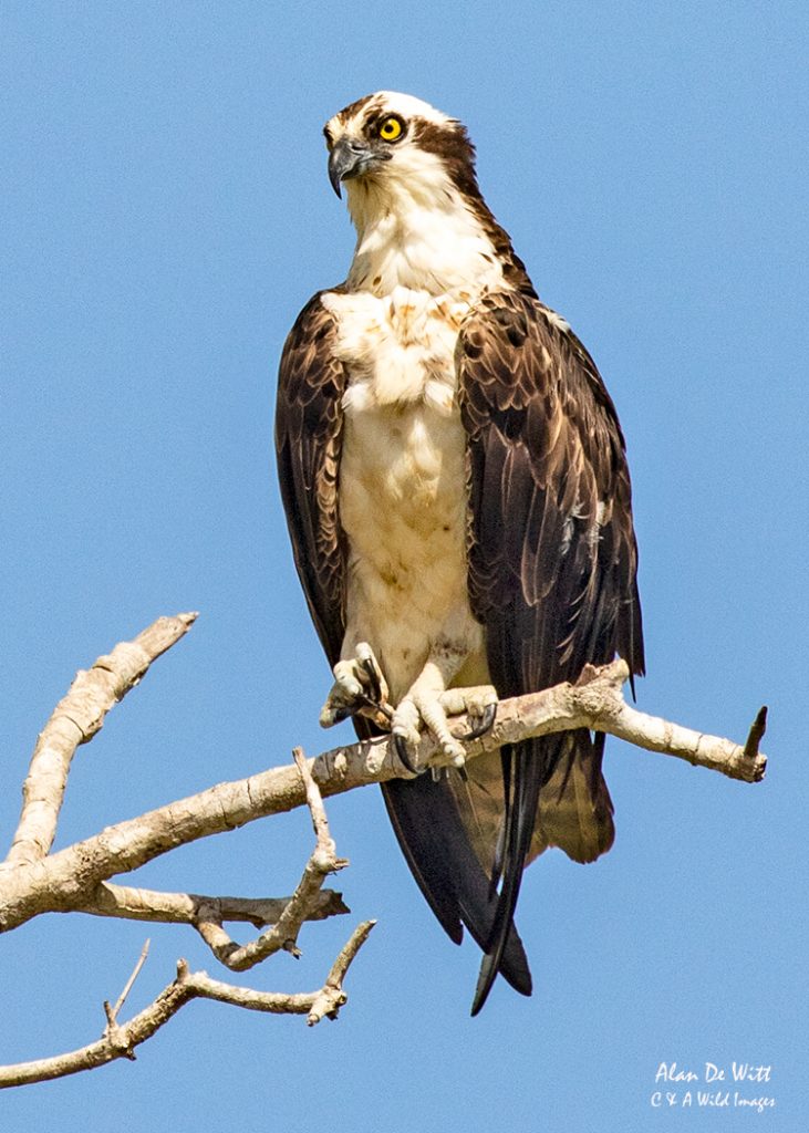 Osprey at its regular hunting spot