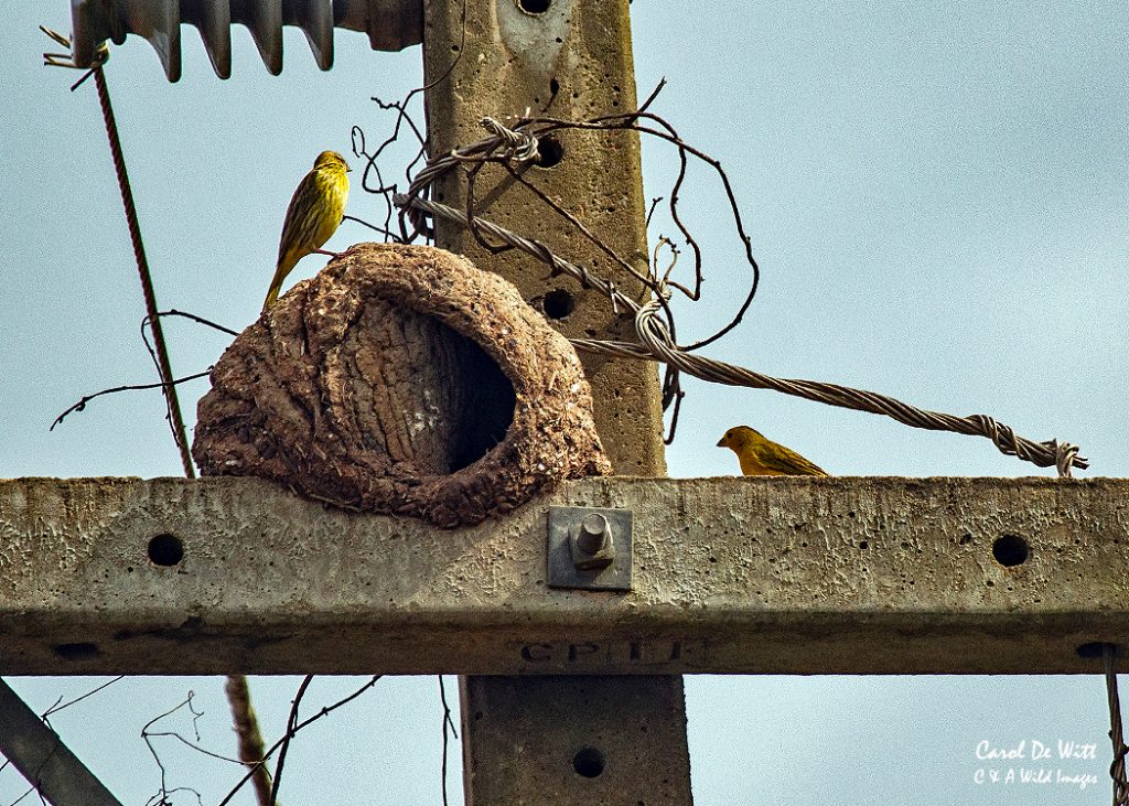 Oven bird nest on telegraph pole