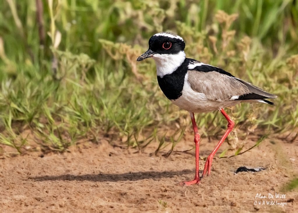 Pied Lapwing