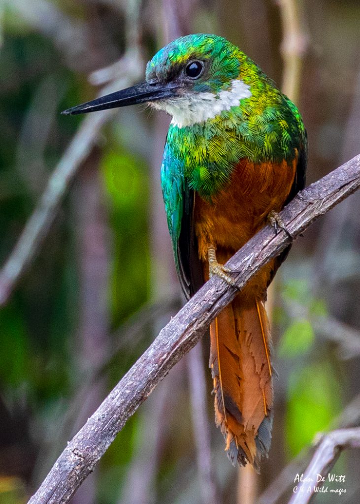Rufous-tailed Jacamar