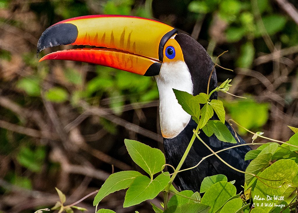 Toco Toucan showing off its colourful bill and eye