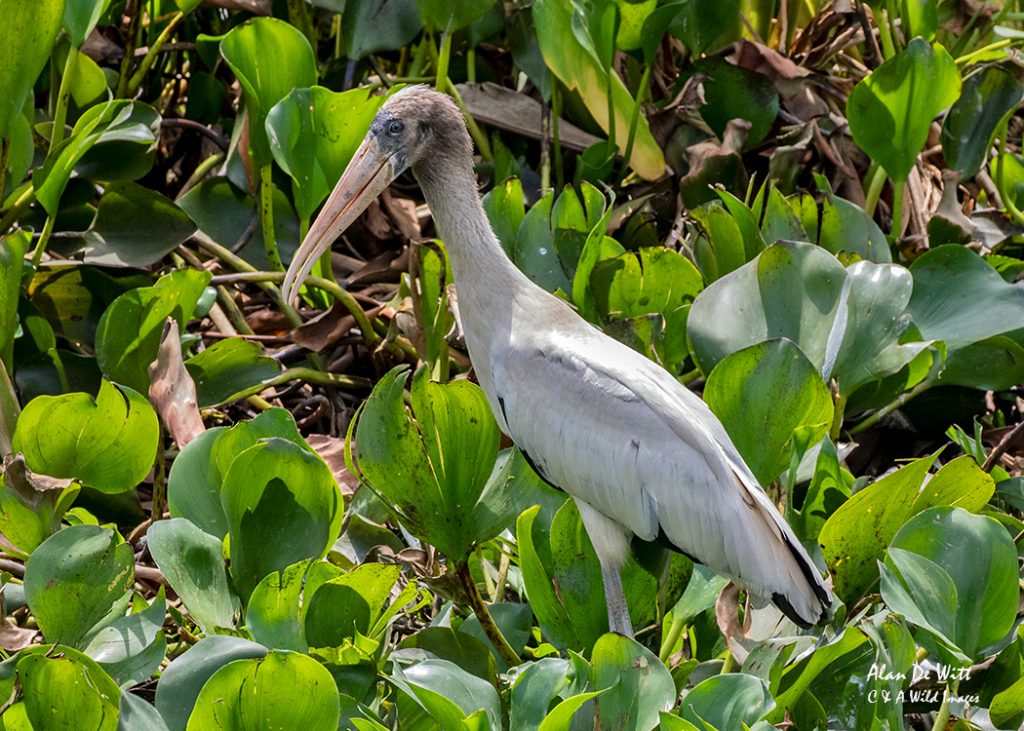 Wood Stork