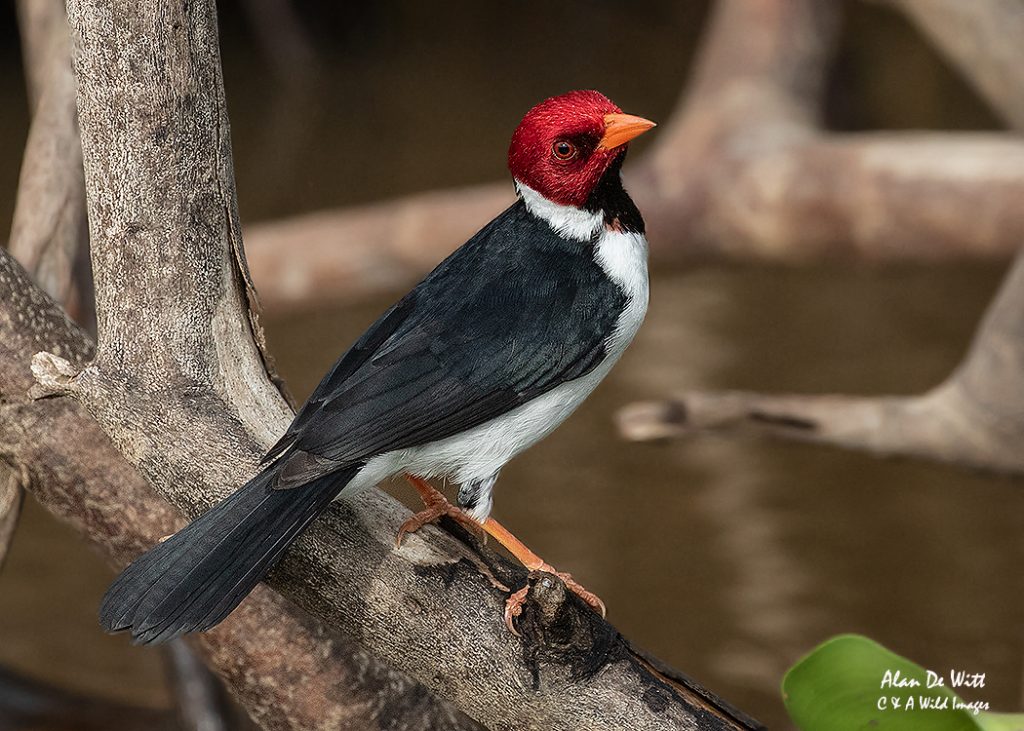 Yellow Billed Cardinal